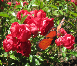 Red roses with monarch butterfly