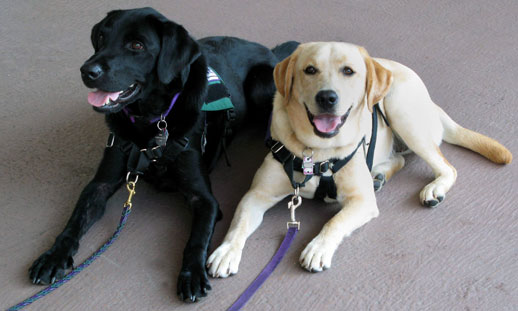 Black and golden therapy dogs